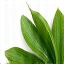 Daun pandan hijau segar