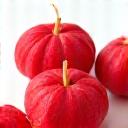 Bunga roselle merah terang