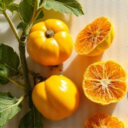 Buah Garcinia Cambogia segar dan kering