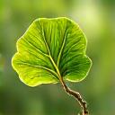 Daun Ginkgo Biloba