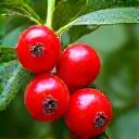 Buah guarana merah terang